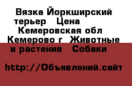 Вязка Йоркширский терьер › Цена ­ 2 000 - Кемеровская обл., Кемерово г. Животные и растения » Собаки   